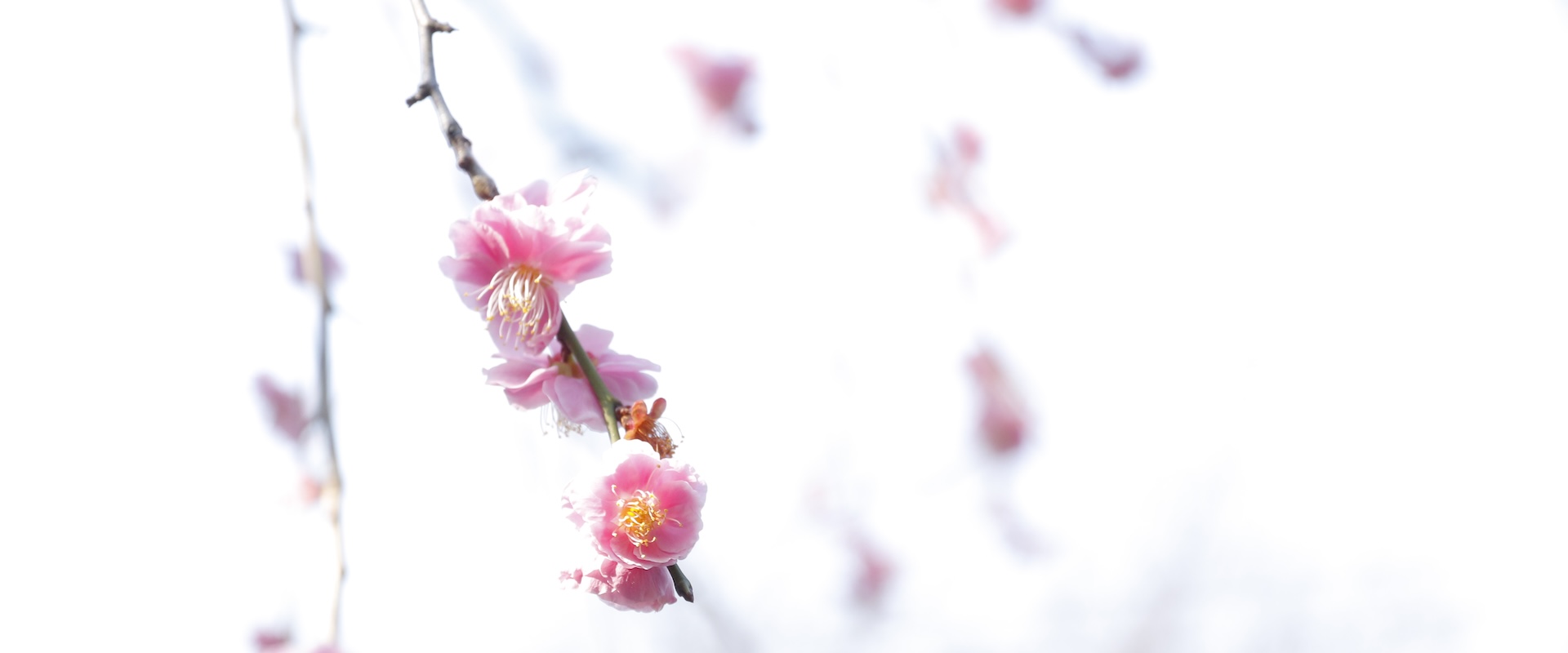 メインビジュアル03（PC）